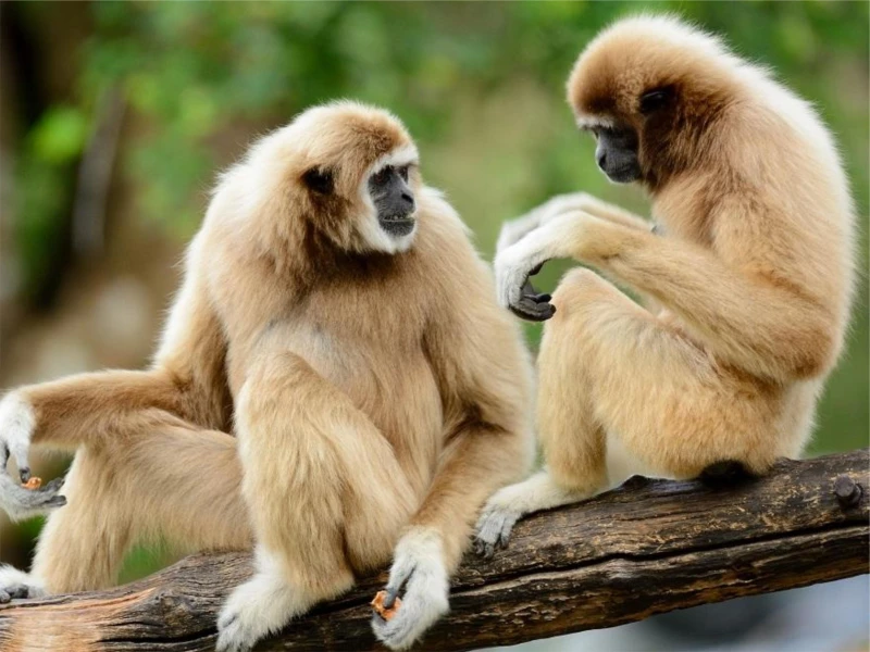 Medan: Gunung Leuser National Park Wildlife Day Trip with Transfer