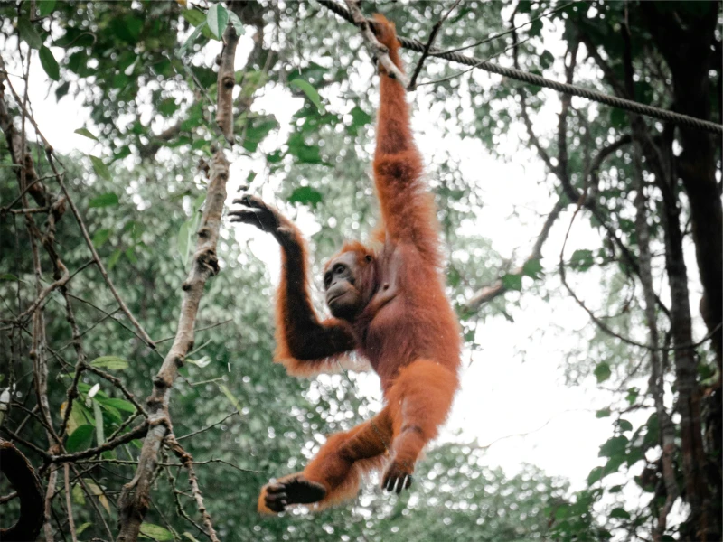 Medan: Gunung Leuser National Park Wildlife Day Trip with Transfer