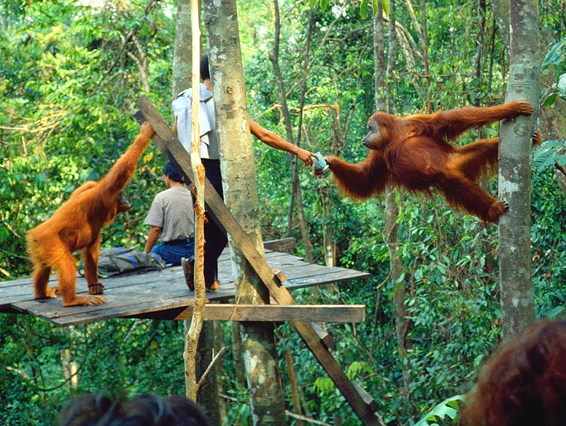 bukit-lawang-gunung-leuser-national-park-wildlife-trek-with-guide